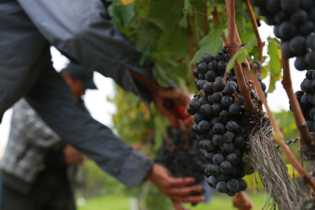merlot