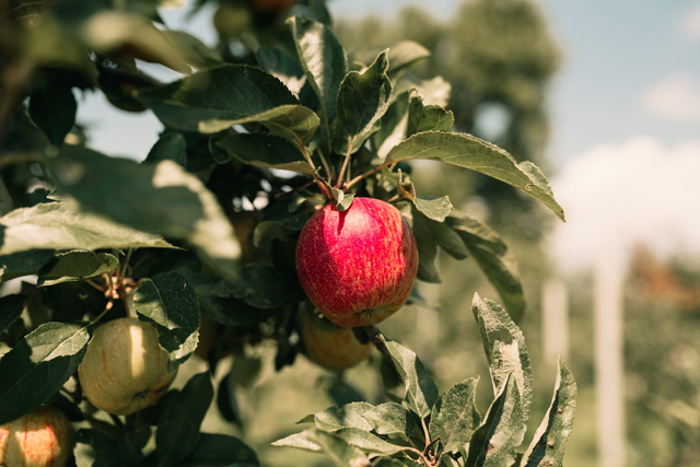Wickham's Fruit Farm