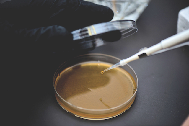 Ian Van Bourgondien works to isolate individual strains of yeast in the brewery's lab. (Credit: David Benthal)