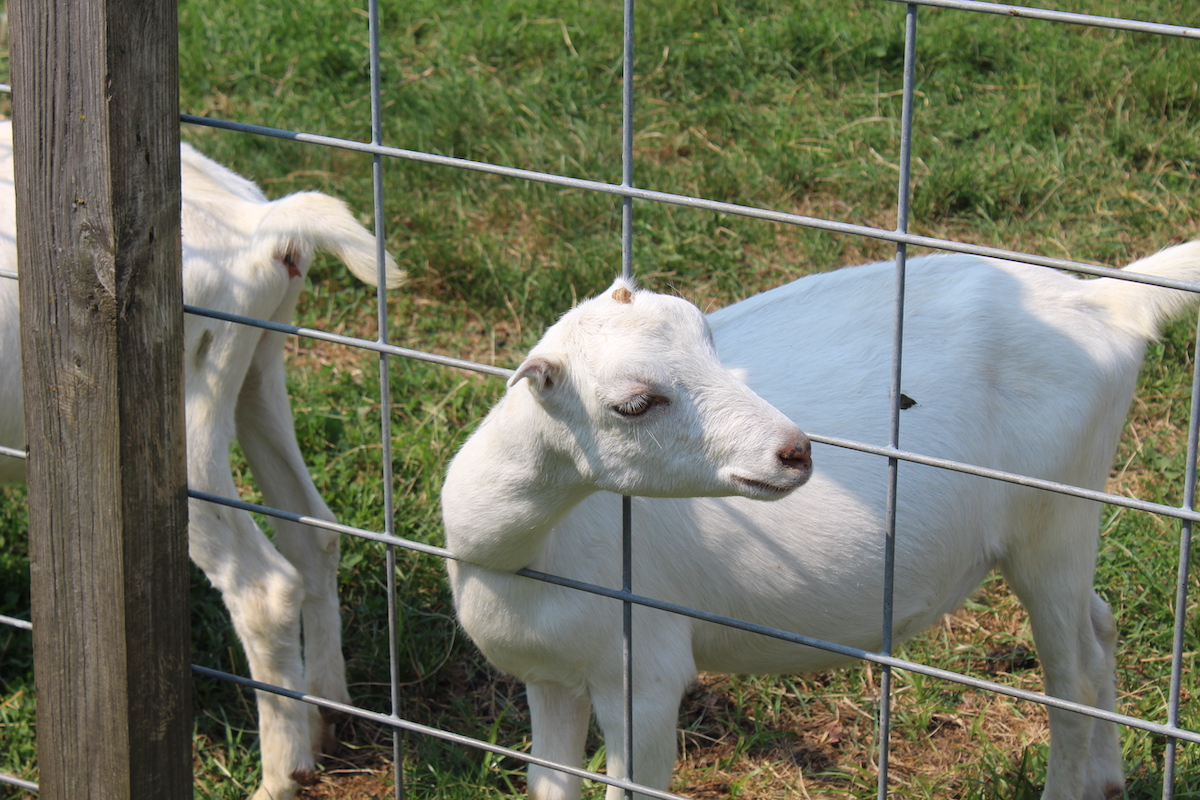 Catapano Dairy Farm goat